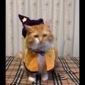 【話題】皆わくわくハロウィン！仮装して楽しみに待つ猫さんを一同称…