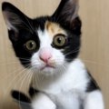 超ミニボウルにスッポリと入っていた『小さな子猫』が、現在……驚きの…