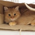 猫が飼い主に隠れてしがちな５つのこと