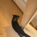『新居』に到着した猫→不安そうな様子で…想像以上に『お喋りが止まら…