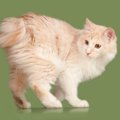 【獣医師監修】クリリアンボブテイルってどんな猫？特徴や性格から飼う前…
