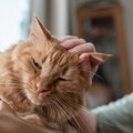 猫が触られると『拒否反応』を起こす部位5つ