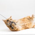 猫を『欲求不満』にさせないために試したい3つの予防法　放置すると起こり…