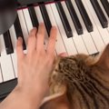 『猫ふんじゃった』を弾きたい飼い主vs撫でてほしい猫…微笑ましすぎる…
