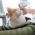 猫飼いさんと愛猫の『毎日のルーティン』とは？朝から夜まで、猫のお…