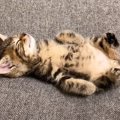 『保護して1か月の子猫の日常』撮ってみたら…涙がでるほどの可愛すぎ…