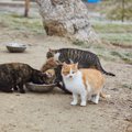 クラウドファンディングで「地域猫サポート活動」を支援　400万円もの…