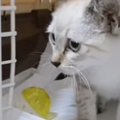 『びしょ濡れでさまよっていた子猫』を家族に迎え入れたら…『まさかの…