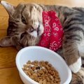 『ふりかけ』を盗み食いしようとした猫→犯行がバレて…可愛すぎる『ごまか…