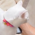 『パパにだけ特別な甘え方』をする猫→足の上に乗ってくると……『微笑ましい…