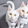 猫の「オス・メス」によってお世話は違う？愛猫を満足させるための4つ…