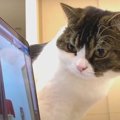 『呼ばれたニャ？』パソコンから自分の名前を呼ぶ声がして考える猫ち…