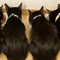 並んでごはんを食べる『そっくりな４匹の黒猫』→『しっぽの形』は驚くほど…