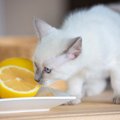 猫がイヤがる『大嫌いなニオイ』6選　しつけに活用できる場合も