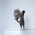 猫が『ジャンプを失敗』してしまうときの原因4つ　見逃せない変化や考えら…