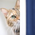 猫が構ってくれない7つの理由