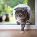 猫が「自分の家」に帰ることが出来るのはなぜ？猫だけがもっている3つの特…