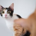 猫脳が引き金に！？猫が『パニック』に陥りやすい２つの理由と対処法