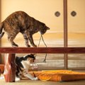 猫同士でよくする６つの遊び方