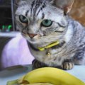 バナナ食べたい？においを嗅いでみた猫さんたちは…