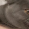 猫と『ツーショット』を撮ろうとした結果…想定外の『躍動感ありすぎる光景…