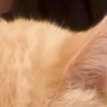 地震がきて怖くなってしまった猫→『抱っこ』したら…涙が出るほど『可…