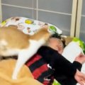 まだ寝ていたい息子vsどうしても遊びたい猫…『激しい攻防戦』に笑う人が続…