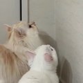 虫を狙ってジャンプするも届かない子猫→『兄猫』が登場すると…爆笑の…