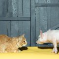 猫がブーブー鳴く４つの原因と対処法