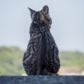 実は猫が嫌がっている「やりすぎお節介」3選！どんな距離感で接するの…