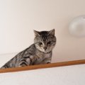 愛猫が『高いところから見下ろしてくる』ときのキモチ6選　“自分のほうが…