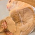 愛猫の姿をいつもと違うアングルから愛でられるアイテム4つ フェチな…