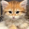 『おしゃべりが大好きな猫』→飼い主さんが話しかけると…微笑ましすぎ…