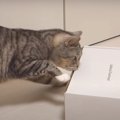 箱の蓋に悪戦苦闘！猫ちゃんの諦めない姿♡