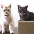 猫ちゃんが箱に入るのはなぜ？