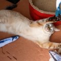 本能むき出し！大量の魚に大興奮な猫ちゃん！