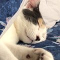 寝顔が天使すぎる♡猫のぽてとさんと一緒にお昼寝♡