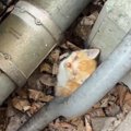 子供から『すごく弱っている子猫がいる』と連絡→保護した結果…涙あふ…