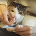 コツは焦らないこと！猫ちゃん達の爪切りタイム