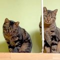 山に捨てられ『生ゴミを食べていた』２匹の猫→人間への信頼を完全に失…