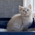 愛猫の好みに合った『猫砂』の選び方って？2つのポイントと合っていな…