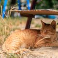 校庭に住み着いた猫たちに「日よけキャットハウス」を！不用紙をリサ…