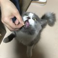 猫ちゃんの「おやつ」どんな時にあげるべき？