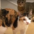 トイレのお供も♪深夜テンションな猫ちゃん達！