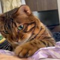 「降りないニャ！」飼い主さんに乗って甘える猫くん