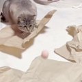 ボールを『真剣に見つめていた猫』→次の瞬間……まさかの展開に「天然っぷり…