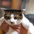 猫に『忘れられがち』な人の特徴5選　猫にしっかり自分を覚えてもらう…