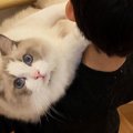 大型猫を一生懸命『運んでいた男の子』→３年後…微笑ましいビフォーア…