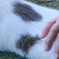 いきなり撫でられてムッとした猫→『大好きなママ』だと気づいた結果……