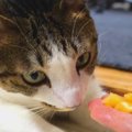 美味しそうな高級メロンを目の前に…まさかの反応をする猫ちゃん！？